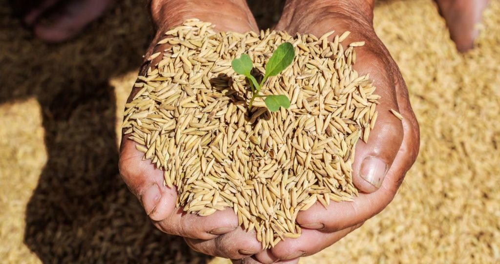 tipos de arroz