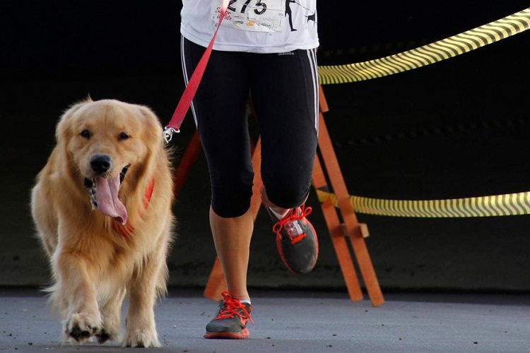 sp dog run quarta edição cachorro corrida dono