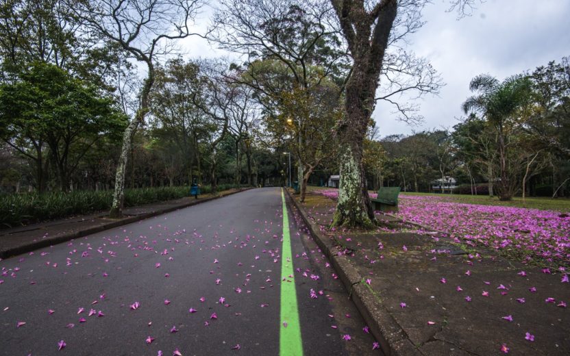 parque do ibirapuera