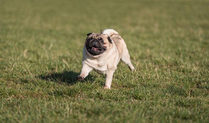 Correr com o cachorro: pug