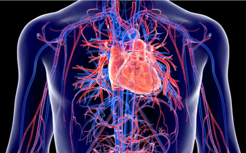 Sistema cardiovascular também pode ser afetado pela Covid-19