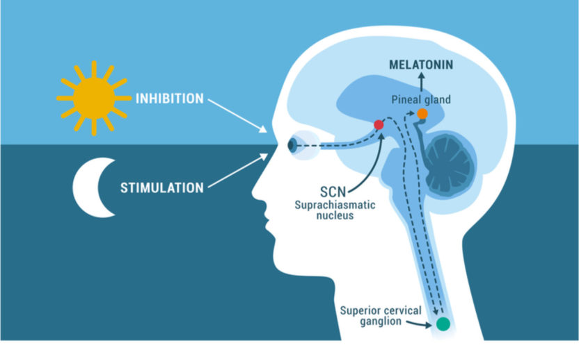Glândula pineal: entenda sua importância ao nosso bem-estar