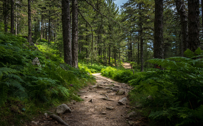 Trilhas exigem cuidados essenciais para fazer caminhada