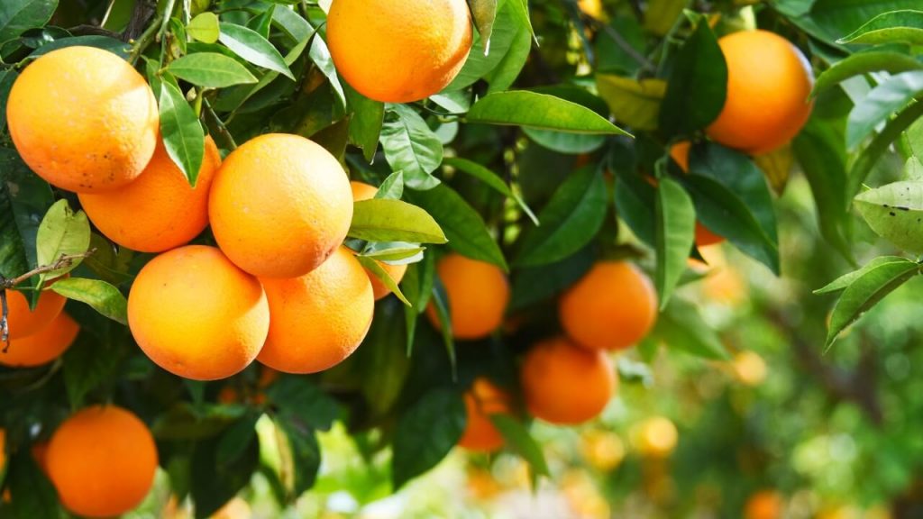 Laranja