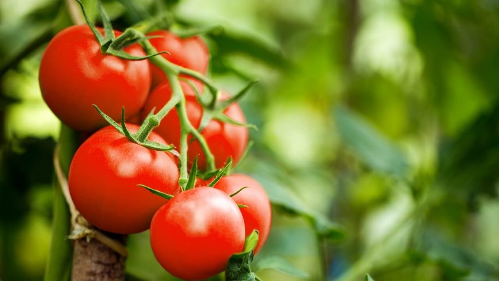 Tomate
