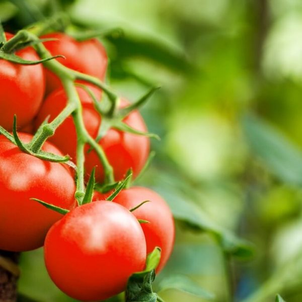 Tomate